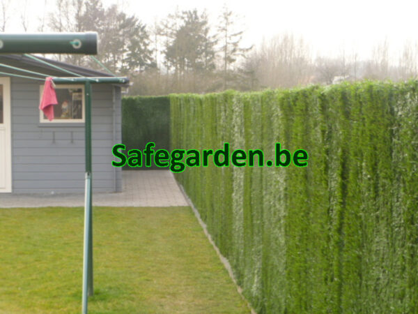 kunsthaag op rol - Safegarden green
